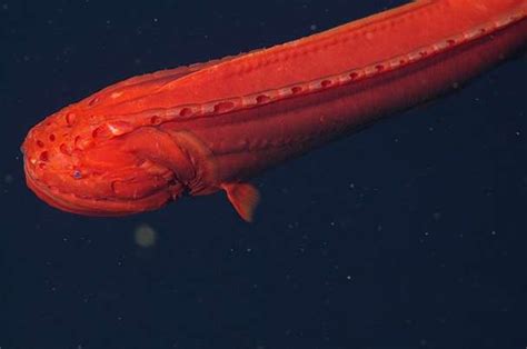 whale fish|Cetomimoidea .